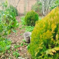 درخت کاج توپی