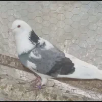 کفتر