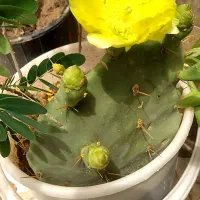 کاکتوس