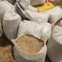 لوبیا قرمز|خوردنی و آشامیدنی|خرم بید, |دیوار