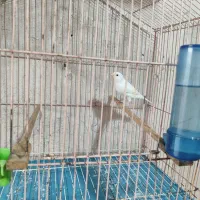 قناری سفید ریز خون|پرنده|خورموج, |دیوار