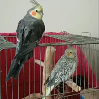 یک جفت عروس هلندی