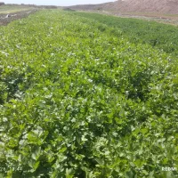 سبزی تازه