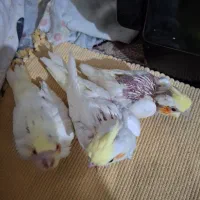 عروس هلندی|پرنده|دوگنبدان, |دیوار