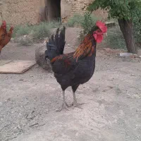 خروس