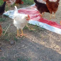 جوجه‌طبیعی‌