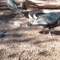 بوقلمون ماده محلی|حیوانات مزرعه|رزن, |دیوار