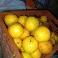 پرتقال تامسون درشت و شیرین