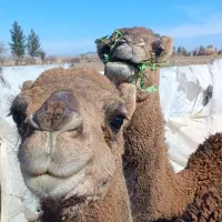 بچه شتر نر|حیوانات مزرعه|کورین, |دیوار