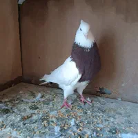 طوقی سرخ نر بدون غلط.آس.300تومن