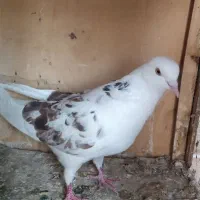 تعدادی کبوتر رنگی پرشی