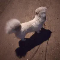 سگ پاکوتاه ماده