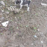 سگ سراب توله