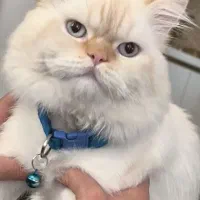 گربه ردپوینت نر|گربه|زبرخان, |دیوار