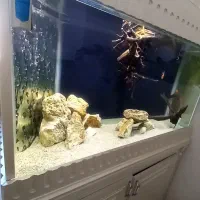 فروش چکی اکواریوم سامپ دار کمد دار