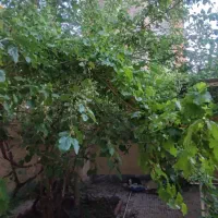 همکف حیاط اختصاصی دلباز شمالی جنوبی / نبوت