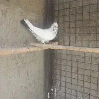 کفتر کله دم سبز|پرنده|تهران, عباس‌آباد|دیوار