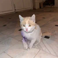 نگهداری از بچه گربه