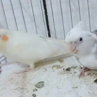 عروس هلندی به همراه دو جوجه ۲۰ روز ه