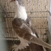 کفتر لاهوری|پرنده|سراوان, |دیوار