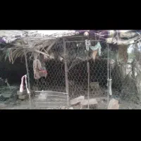 تور مرغ و کبوتر