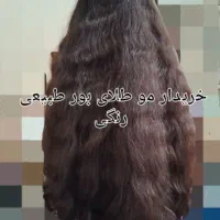 بریدن قژ
