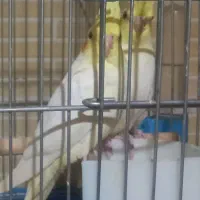 عروس هلندی|پرنده|یزد, |دیوار