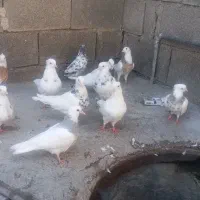 فروش طوقی و فقط فقط معاوضه با گندم یا هفت دانه|پرنده|چرام, |دیوار