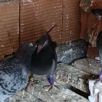 جوجه آلمانی|پرنده|گنبد کاووس, |دیوار