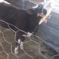 گوساله پروار|حیوانات مزرعه|ایوان, |دیوار