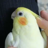 عروس هلندی گمشده