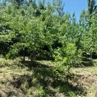 فروش باغ دارای چاه آب|فروش زمین و ملک کلنگی|تیکمه داش, |دیوار