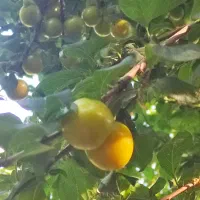 آلوچه