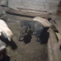 جفتی ۵۵ ملیون|حیوانات مزرعه|سرعین, |دیوار