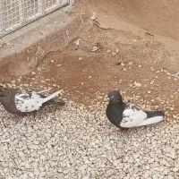 کفتر نر سینه سرکه ای جوان ذات قدیم