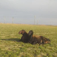 گوسفند|حیوانات مزرعه|شراء, |دیوار