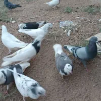 کبوتر یزدی|پرنده|بهاباد, |دیوار