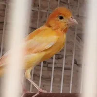قناری نر ردفکتور بخون