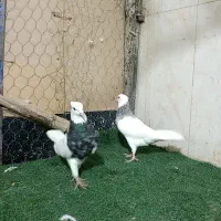 طوقی الماسی 20|پرنده|شاهین‌شهر, عطار|دیوار