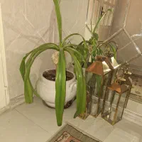 فروش گل آپارتمانی