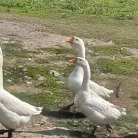 قوغاز|حیوانات مزرعه|رشت, حومه رشت|دیوار