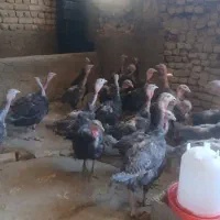 بقلمون برنز محلی رسمی