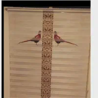 پرده زبرا