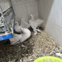 دو جفت کبوتر چتری