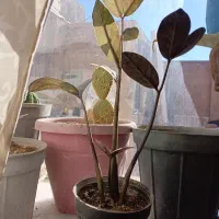 خانگی