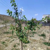 فروش ۵۰۰ متری در دماوند وادان سند تک برگ|فروش دفتر صنعتی، کشاورزی، تجاری|دماوند, دماوند|دیوار