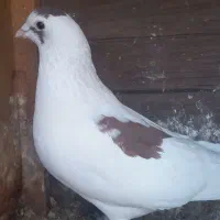 ۳عدد گرفتن|پرنده|شیراز, کوشک میدان|دیوار