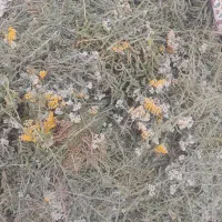بومادران ارگانیک