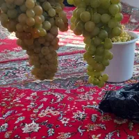 فروش باغ منطقه چناران