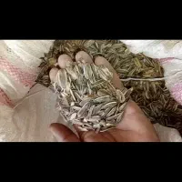 تخمه افتابگردان کانادایی